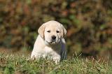 LABRADOR 333